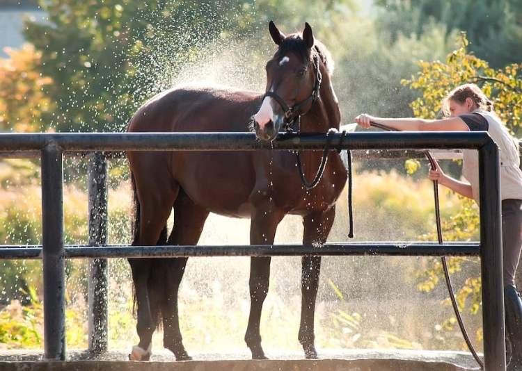 Are whitening shampoos safe for horses?